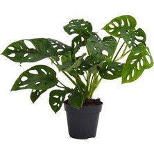 Berceste Peyzaj Monstera Adansoni - Monkey 40 cm