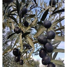 Karadağ Tüplü Gemlik Trilye Zeytin Fidanları 2 Yaş 1 Metre Boy