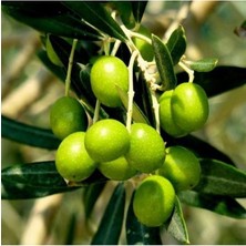 Karadağ Tüplü Gemlik Trilye Zeytin Fidanları 2 Yaş 1 Metre Boy