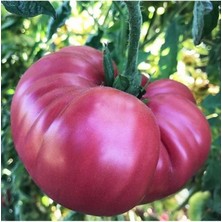 Lezzet Ödüllü Gülpembe Domates Fidesi-5 Adet Bol Verimli