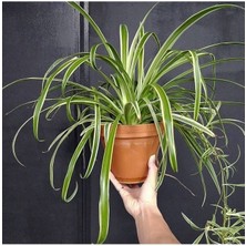 Chlorophytum Comosum Kurdele Çiçeği Askılı Saksıda Dolgun Formlu