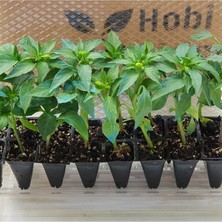 Domates Fidesi ve Kıl Biber Fidesi Karışık Paket 5 Domates 5 Kıl Biber Toplam 10 Fide Çitil Ekonomik