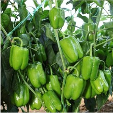 Dolmalık Biber Fidesi 6 Adet