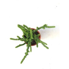 Crassula Muscosa Watch Prenses Çamı Sukulent Bitkisi 5.5cm Saksı