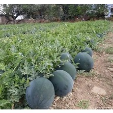 megcito Karpuz Halep Karası ( Çoklu Tohum ) - 10 Gram