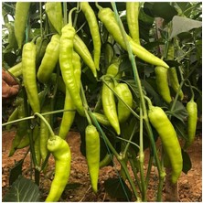 Çarliston Biber Fidesi 6 Adet Çarliston Biber Çitili Fidesi Bol Verimli