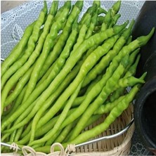 Acı Kıl Biber Fidesi 50 Adet