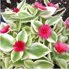 Buz Çiçeği Fidesi 30 Adet 5CM-15CM