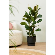 Ficus Elastica Robusta - Iki Gövdeli Kauçuk Canlı Salon Bitkisi 80 - 100 cm