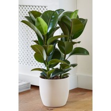 Ficus Elastica Robusta - Iki Gövdeli Kauçuk Canlı Salon Bitkisi 80 - 100 cm