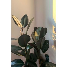 Ficus Elastica Robusta - Iki Gövdeli Kauçuk Canlı Salon Bitkisi 80 - 100 cm