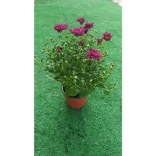 Fidan Botanik Kasımpatı