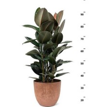 Ficus Elastica Robusta - Iki Gövdeli Kauçuk Canlı Salon Bitkisi 80 - 100 cm