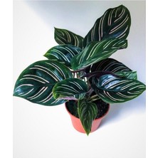 Calathea Beauty Star Dua Çiçeği,büyük Saksıda,iç Mekan,ofis Bitkisi