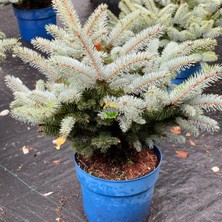 Fidan Sepetim Bodur Mavi Ladin Fidanı 'picea Pungens Glauca Nana'' Ithal