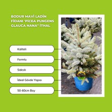 Fidan Sepetim Bodur Mavi Ladin Fidanı 'picea Pungens Glauca Nana'' Ithal