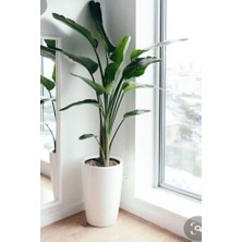 Strelitzia Starliçe 90-120 cm Boyunda Tek Gövdeli Salon Bitkisi Iç Mekan Bitkisi