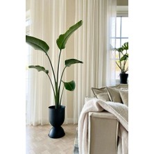 Strelitzia Starliçe 90-120 cm Boyunda Tek Gövdeli Salon Bitkisi Iç Mekan Bitkisi