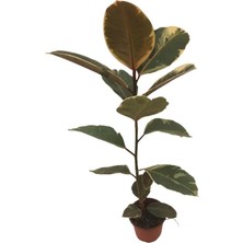 Alacalı Kauçuk Bitkisi-Ficus Elastica Tineke Tekli