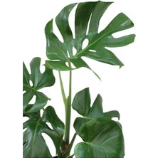 Monstera Deliciosa - Deve Tabanı Ev Ofis Bitkisi Çiçek