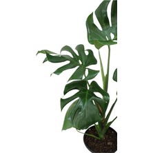 Monstera Deliciosa - Deve Tabanı Ev Ofis Bitkisi Çiçek