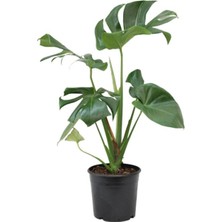 Monstera Deliciosa - Deve Tabanı Ev Ofis Bitkisi Çiçek