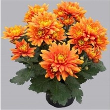 Turuncu Kasımpatı Krizantem Hüzün Çiçeği 5-10 cm Chrysanthemum