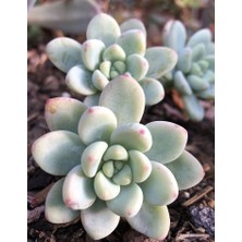 Smyrna Garden Sedum Clavatum Succulent - 5,5 cm Saksıda - Sarkan Rozet Damkoruğu Sukulent