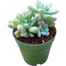 Smyrna Garden Sedum Clavatum Succulent - 5,5 cm Saksıda - Sarkan Rozet Damkoruğu Sukulent