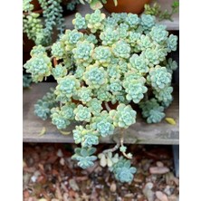 Smyrna Garden Sedum Clavatum Succulent - 5,5 cm Saksıda - Sarkan Rozet Damkoruğu Sukulent