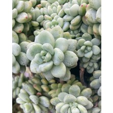 Smyrna Garden Sedum Clavatum Succulent - 5,5 cm Saksıda - Sarkan Rozet Damkoruğu Sukulent