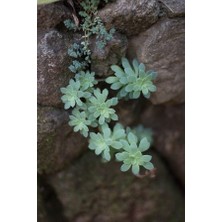 Smyrna Garden Sedum Palmeri Succulent - 5,5 cm Saksıda - Avuç İçi Avcısı Palmer Damkoruğu Sukulent