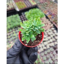 Smyrna Garden Sedum Palmeri Succulent - 5,5 cm Saksıda - Avuç İçi Avcısı Palmer Damkoruğu Sukulent