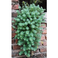 Smyrna Garden Sedum Palmeri Succulent - 5,5 cm Saksıda - Avuç İçi Avcısı Palmer Damkoruğu Sukulent