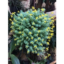 Smyrna Garden Sedum Palmeri Succulent - 5,5 cm Saksıda - Avuç İçi Avcısı Palmer Damkoruğu Sukulent