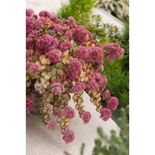 Smyrna Garden Sedum Sieboldii Succulent - 5,5 cm Saksıda - Japon İpeği Damkoruğu Sukulent