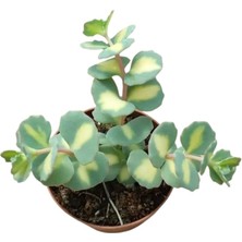 Smyrna Garden Sedum Sieboldii Succulent - 5,5 cm Saksıda - Japon İpeği Damkoruğu Sukulent