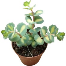 Smyrna Garden Sedum Sieboldii Succulent - 5,5 cm Saksıda - Japon İpeği Damkoruğu Sukulent