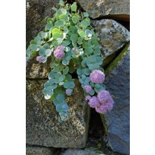 Smyrna Garden Sedum Sieboldii Succulent - 5,5 cm Saksıda - Japon İpeği Damkoruğu Sukulent