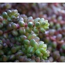 Smyrna Garden Sedum Stahlii Succulent - 5,5 cm Saksıda - Üzüm Tanesi Damkoruğu Sukulent