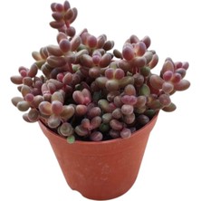 Smyrna Garden Sedum Stahlii Succulent - 5,5 cm Saksıda - Üzüm Tanesi Damkoruğu Sukulent