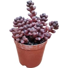 Smyrna Garden Sedum Stahlii Succulent - 5,5 cm Saksıda - Üzüm Tanesi Damkoruğu Sukulent