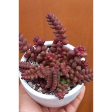 Smyrna Garden Sedum Stahlii Succulent - 5,5 cm Saksıda - Üzüm Tanesi Damkoruğu Sukulent