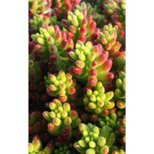 Smyrna Garden Sedum Rubrotinctum Succulent - 5,5 cm Saksıda - Güneş Kraliçesi Damkoruğu Sukulent