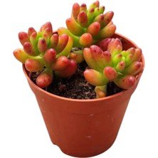 Smyrna Garden Sedum Rubrotinctum Succulent - 5,5 cm Saksıda - Güneş Kraliçesi Damkoruğu Sukulent