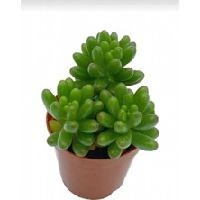 Smyrna Garden Sedum Rubrotinctum Succulent - 5,5 cm Saksıda - Güneş Kraliçesi Damkoruğu Sukulent