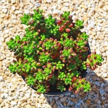 Smyrna Garden Sedum Rubrotinctum Succulent - 5,5 cm Saksıda - Güneş Kraliçesi Damkoruğu Sukulent