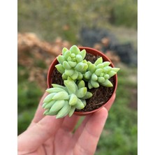 Smyrna Garden Sedum Morganianum Succulent - 5,5 cm Saksıda - Eşek Kuyruğu Damkoruğu Sukulent