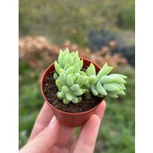 Smyrna Garden Sedum Morganianum Succulent - 5,5 cm Saksıda - Eşek Kuyruğu Damkoruğu Sukulent