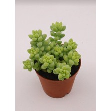 Smyrna Garden Sedum Burrito Succulent - 5,5 cm Saksıda - Eşek Kuyruğu Damkoruğu Sukulent